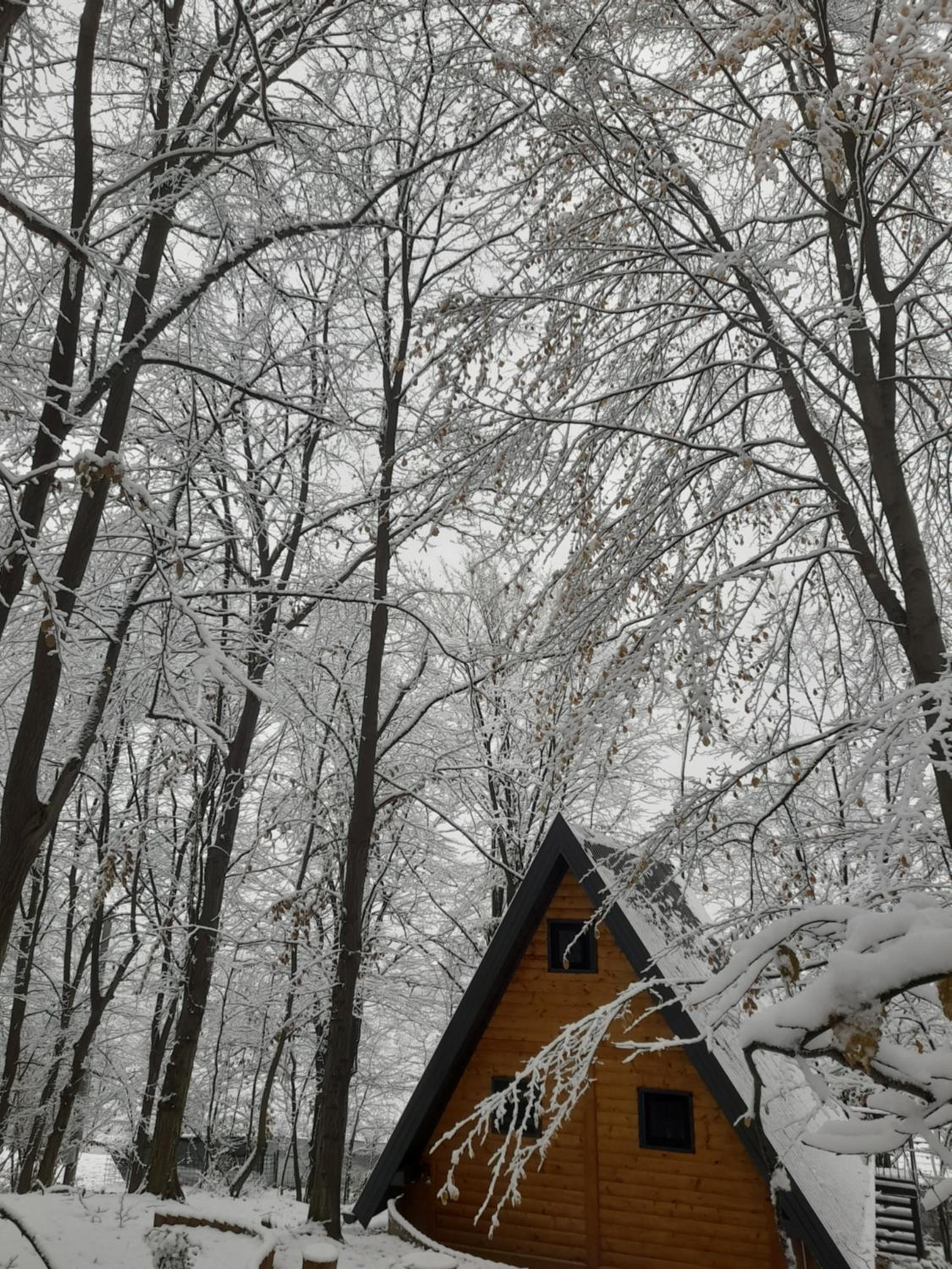 Silent woods Visoko
