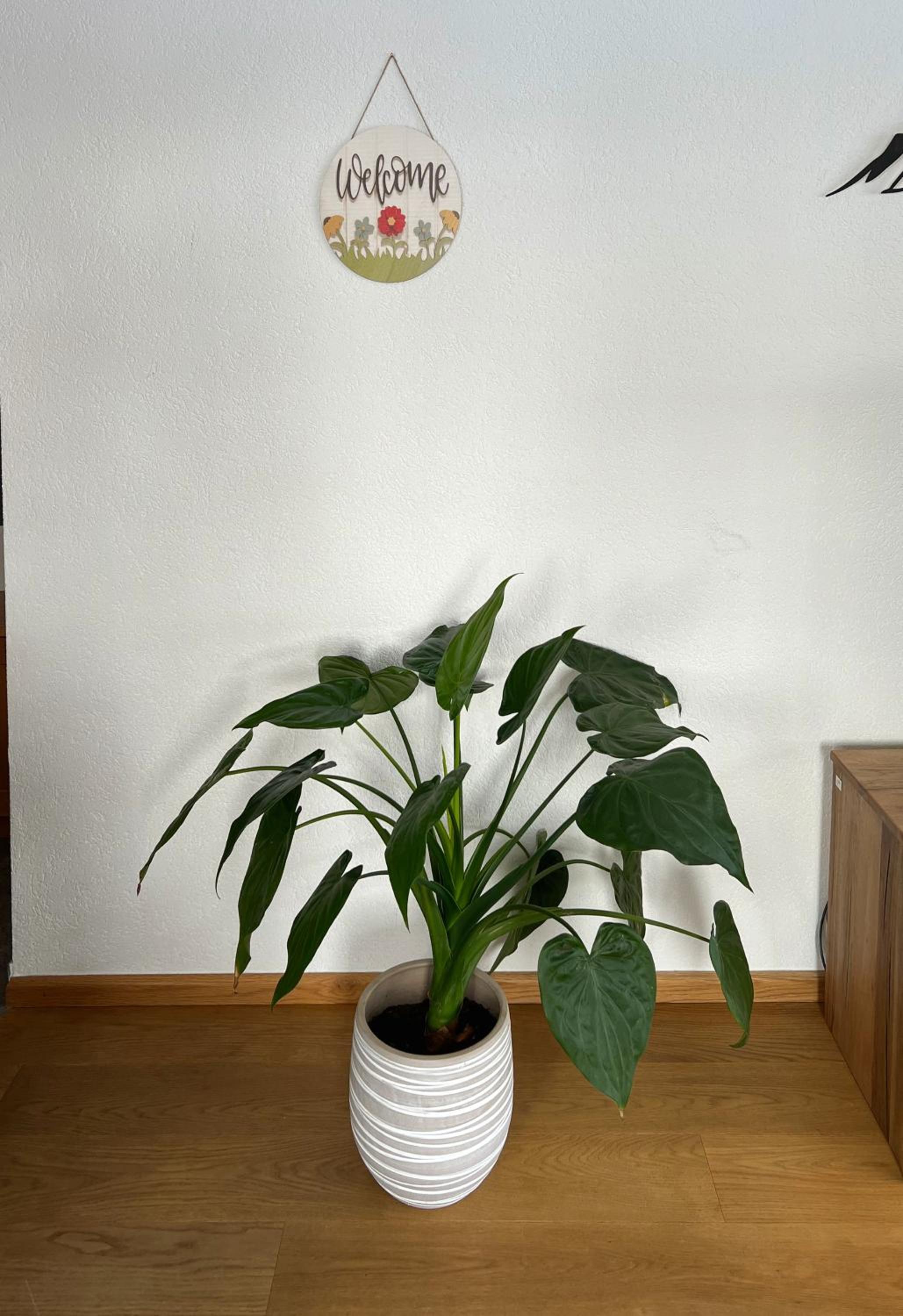 Haus Vira