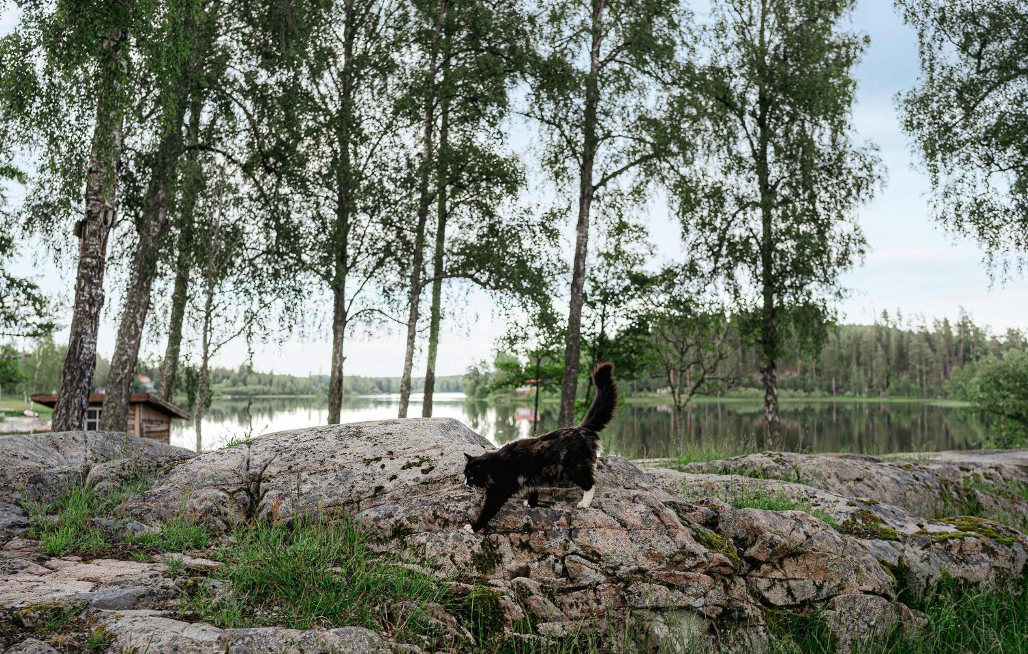 Photo 40