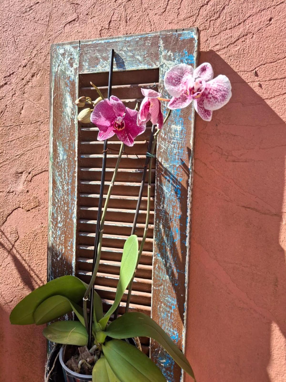 Guest House Orquídea
