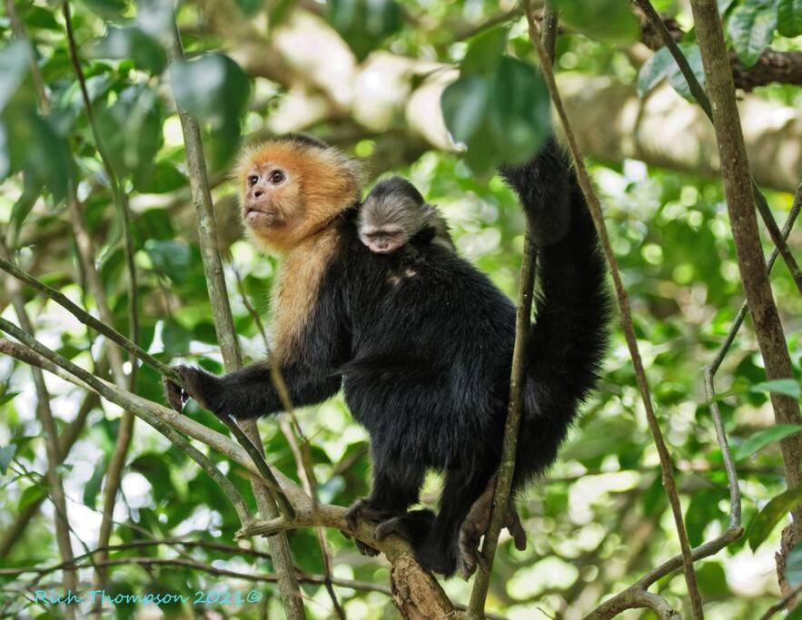 Southern Comfort