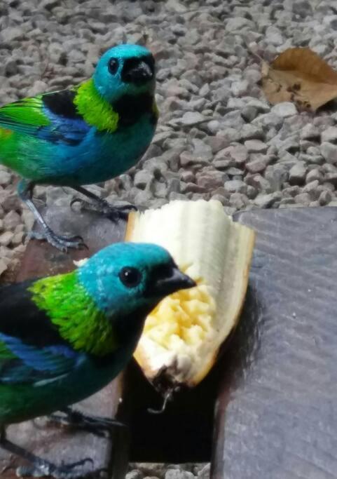 Chalé Cores Vivas Itamambuca - Ubatuba