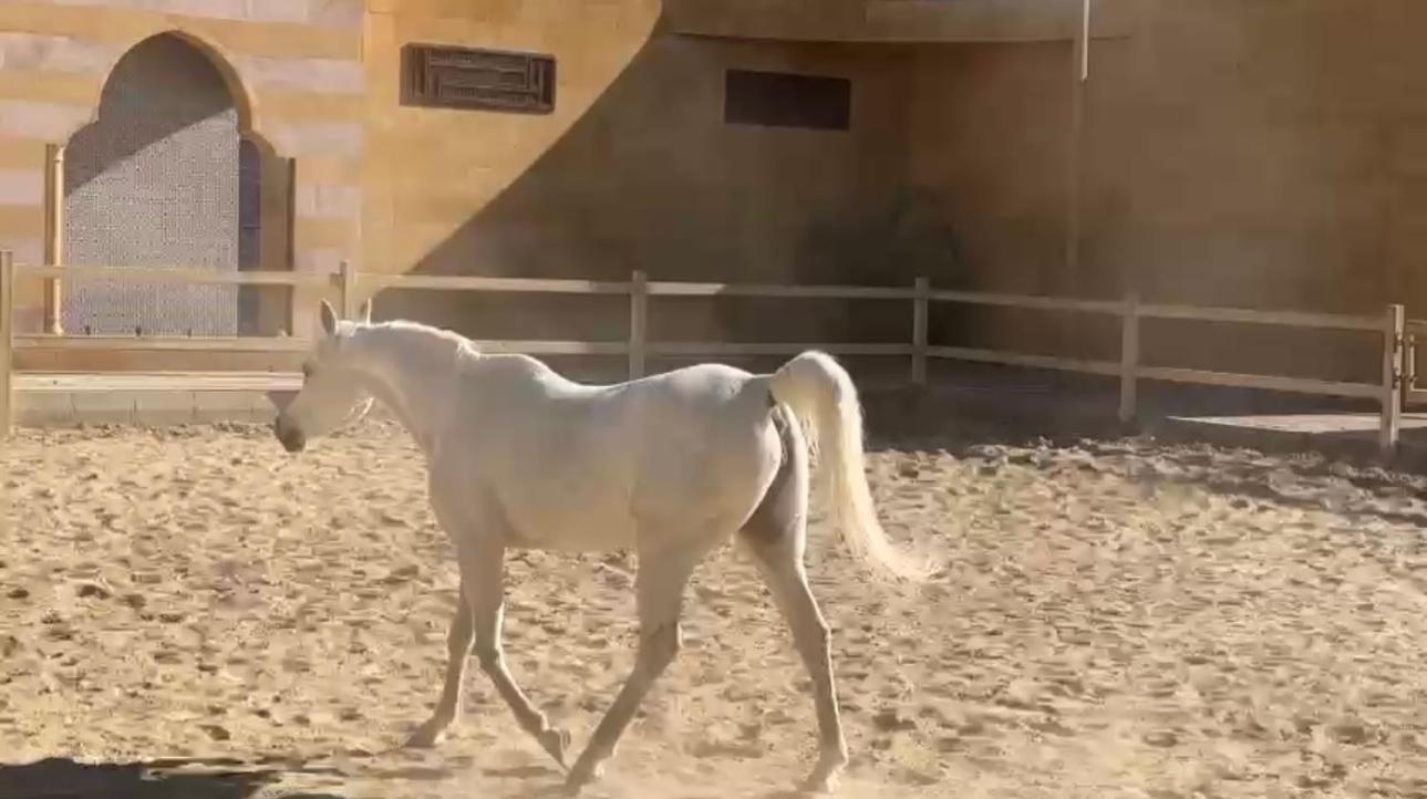 Pyramids ranch guesthouse