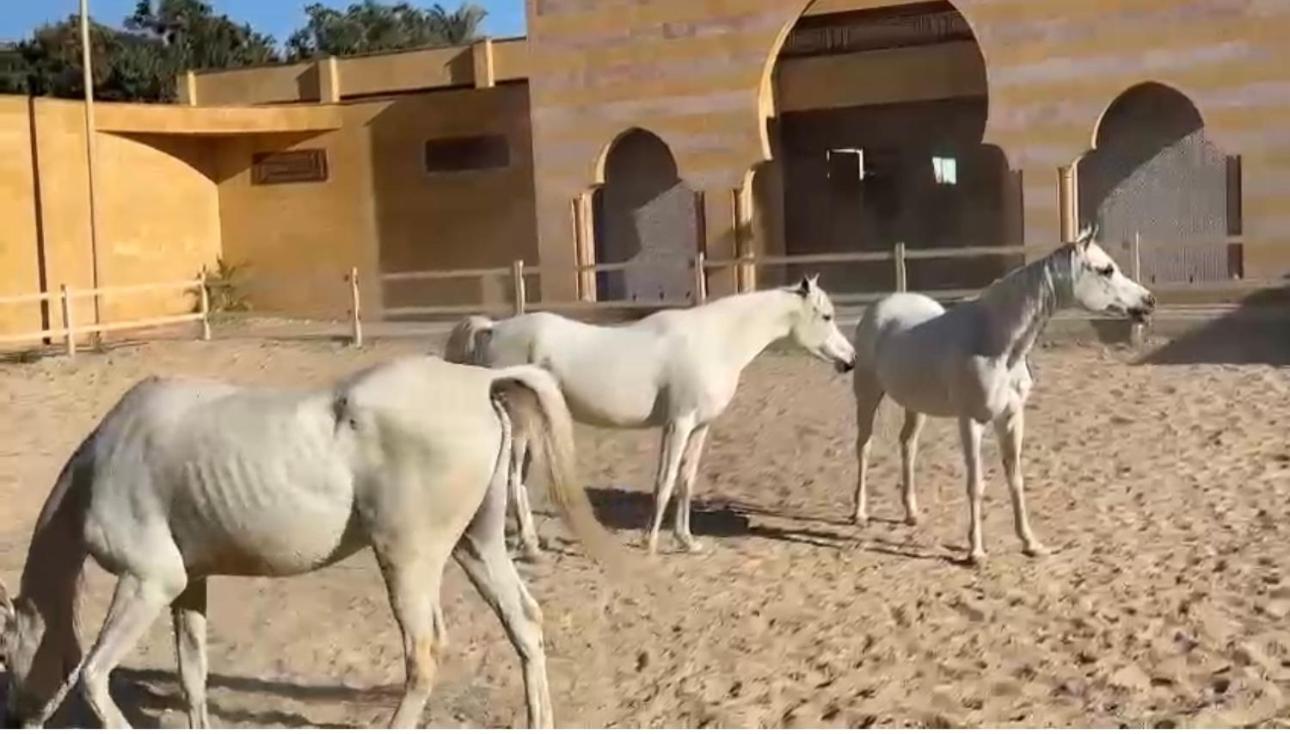 Pyramids ranch guesthouse