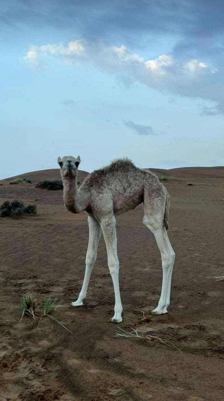 Ayman camp