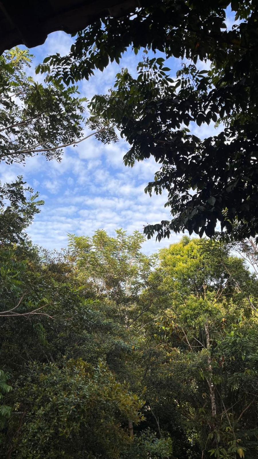 Casa ipê - Itacaré