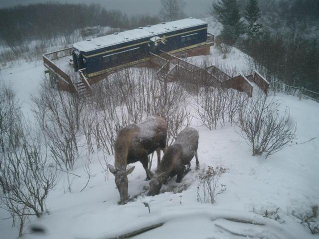 Alaska Adventure Cabins