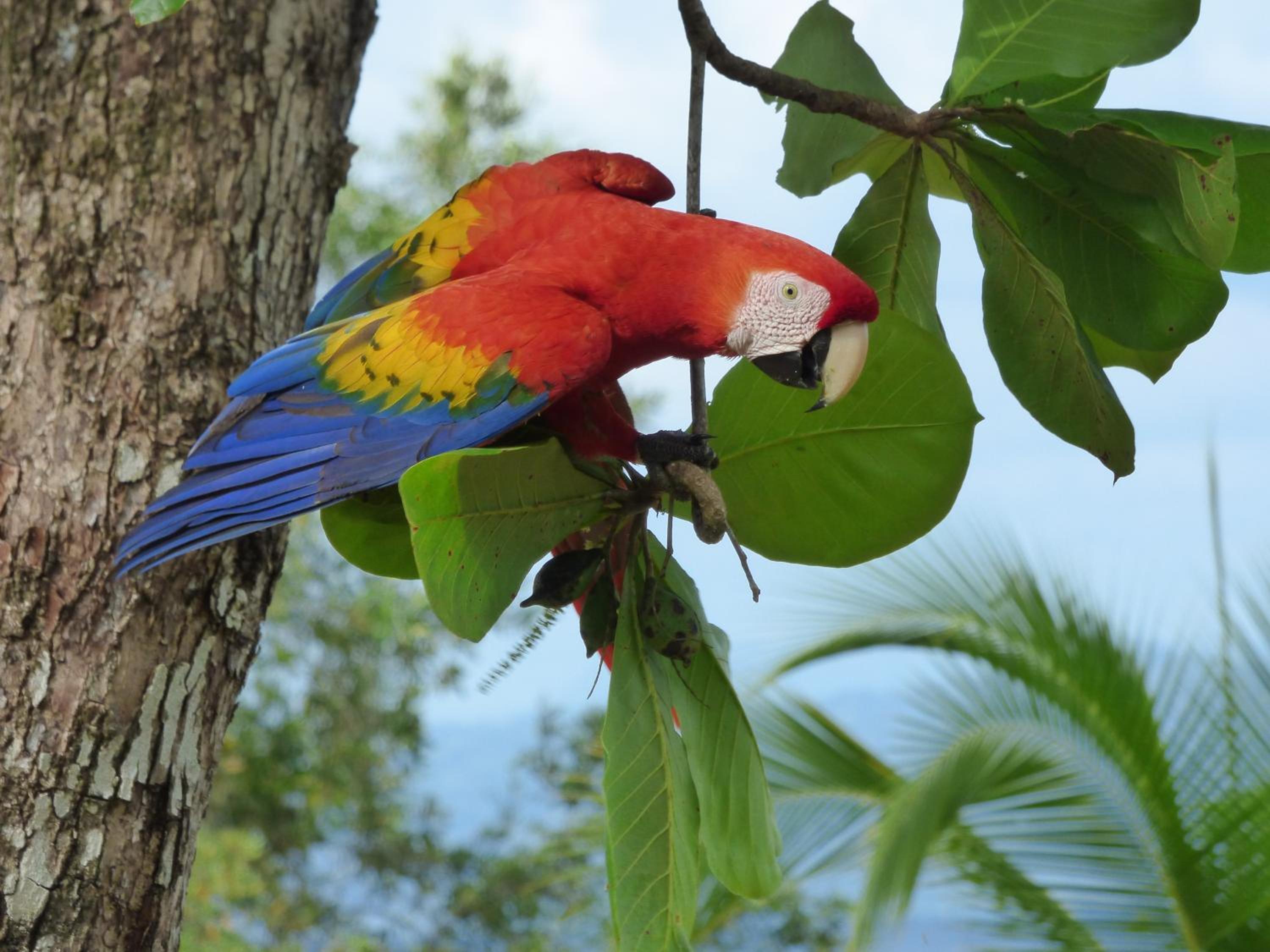 Corcovado Beach Lodge