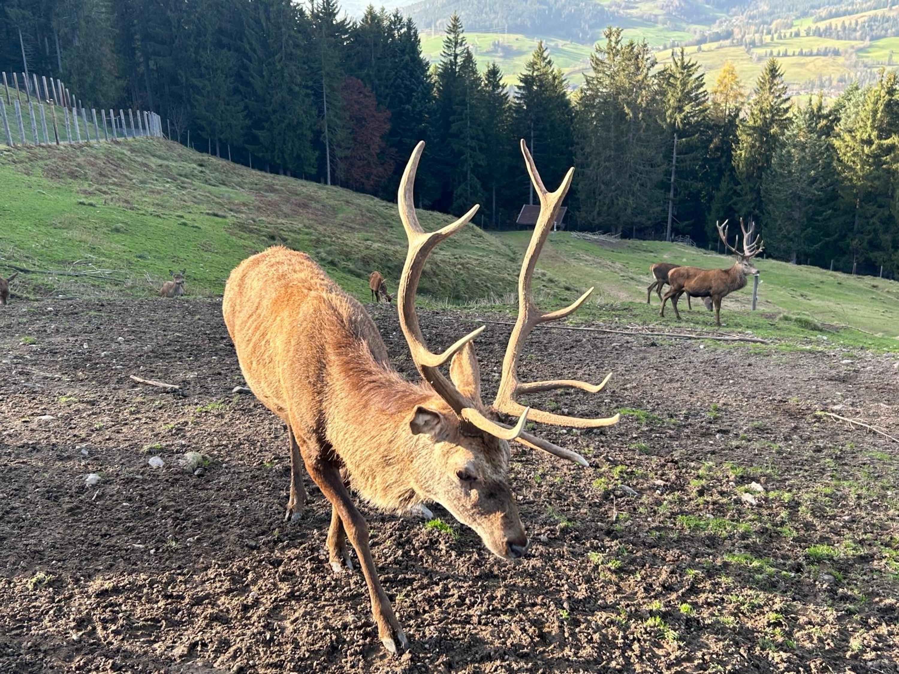Sweet Panorama