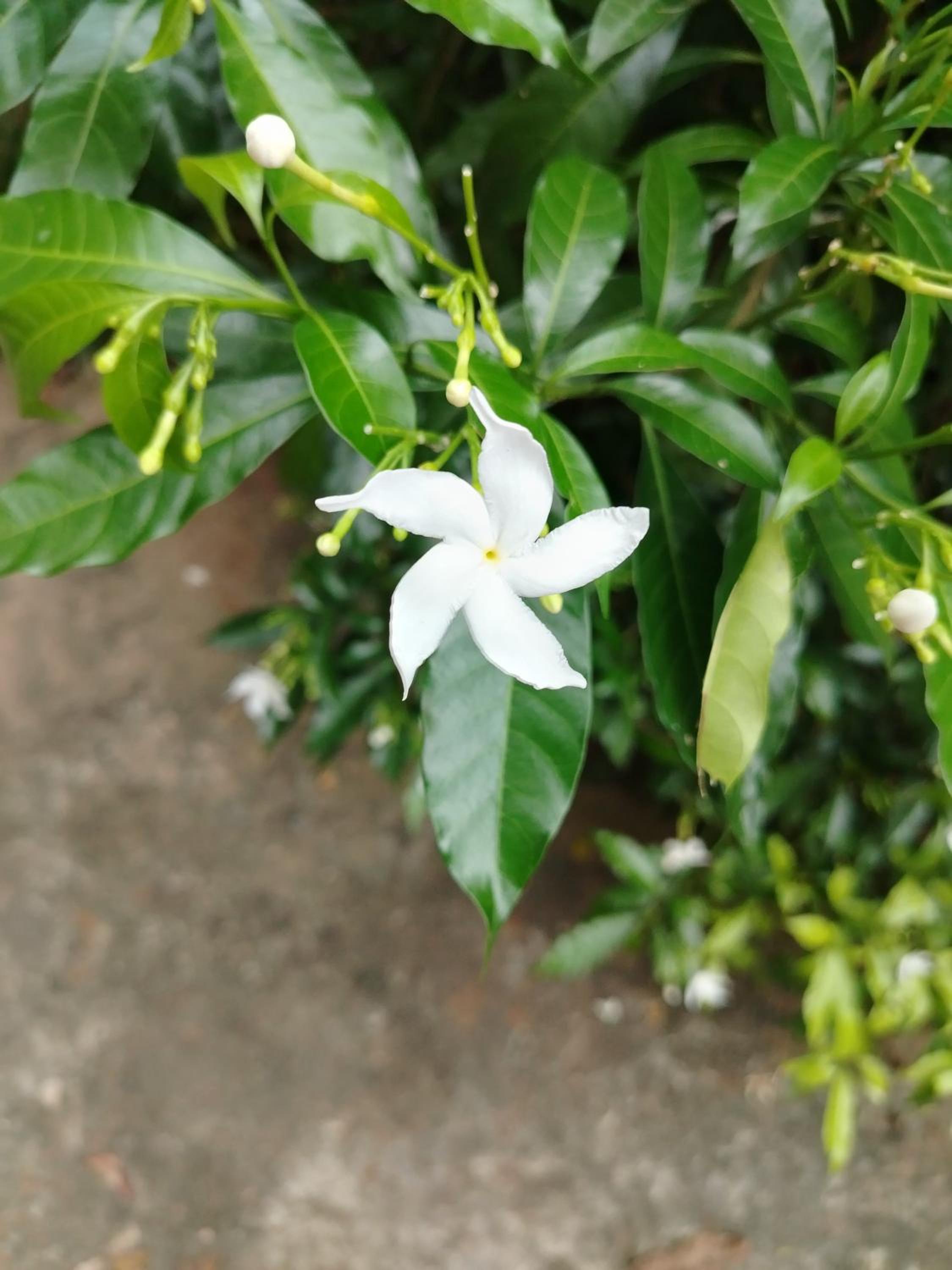 Mom House view 2