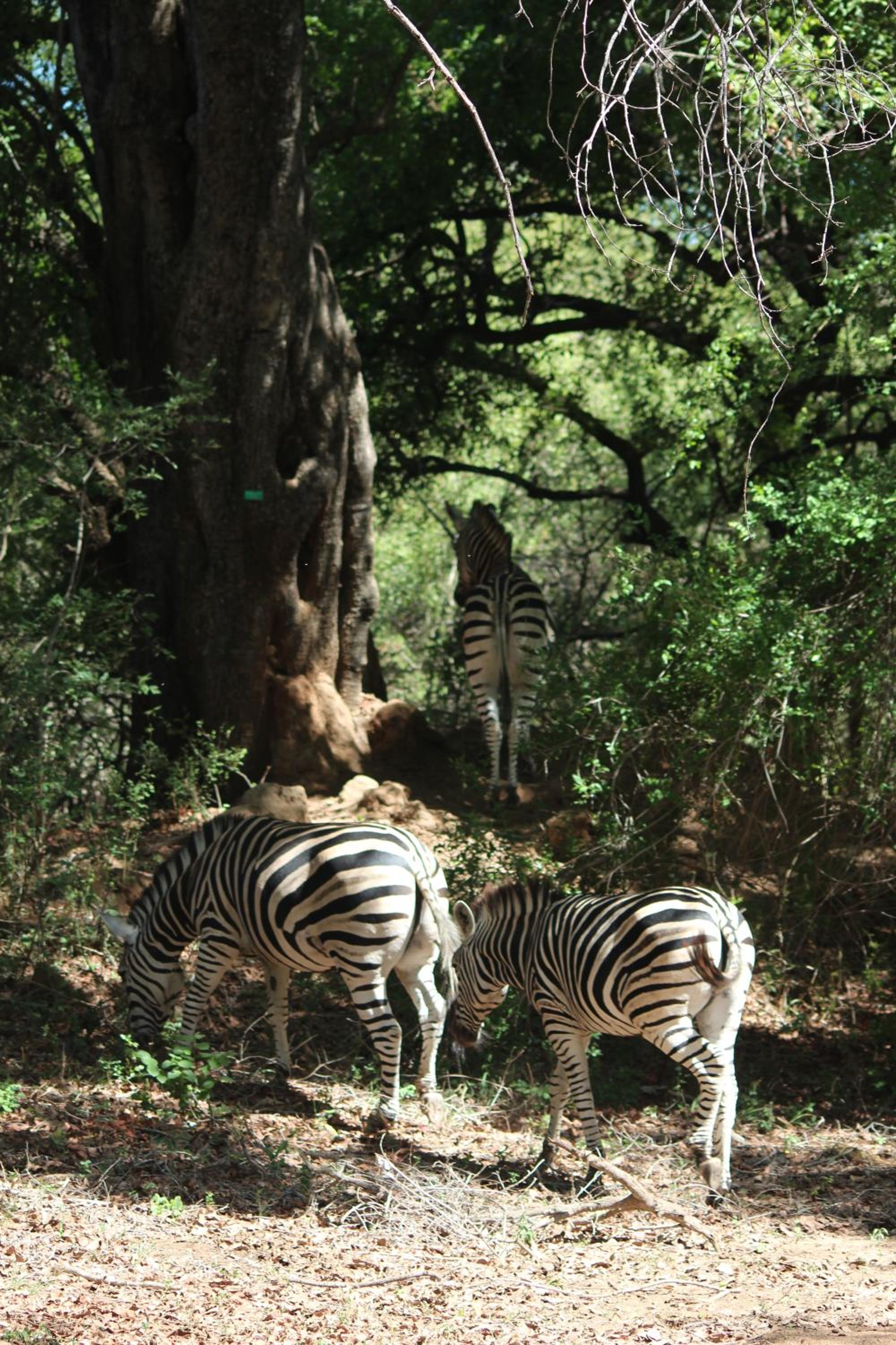 Kruger Safari Animal Encounter