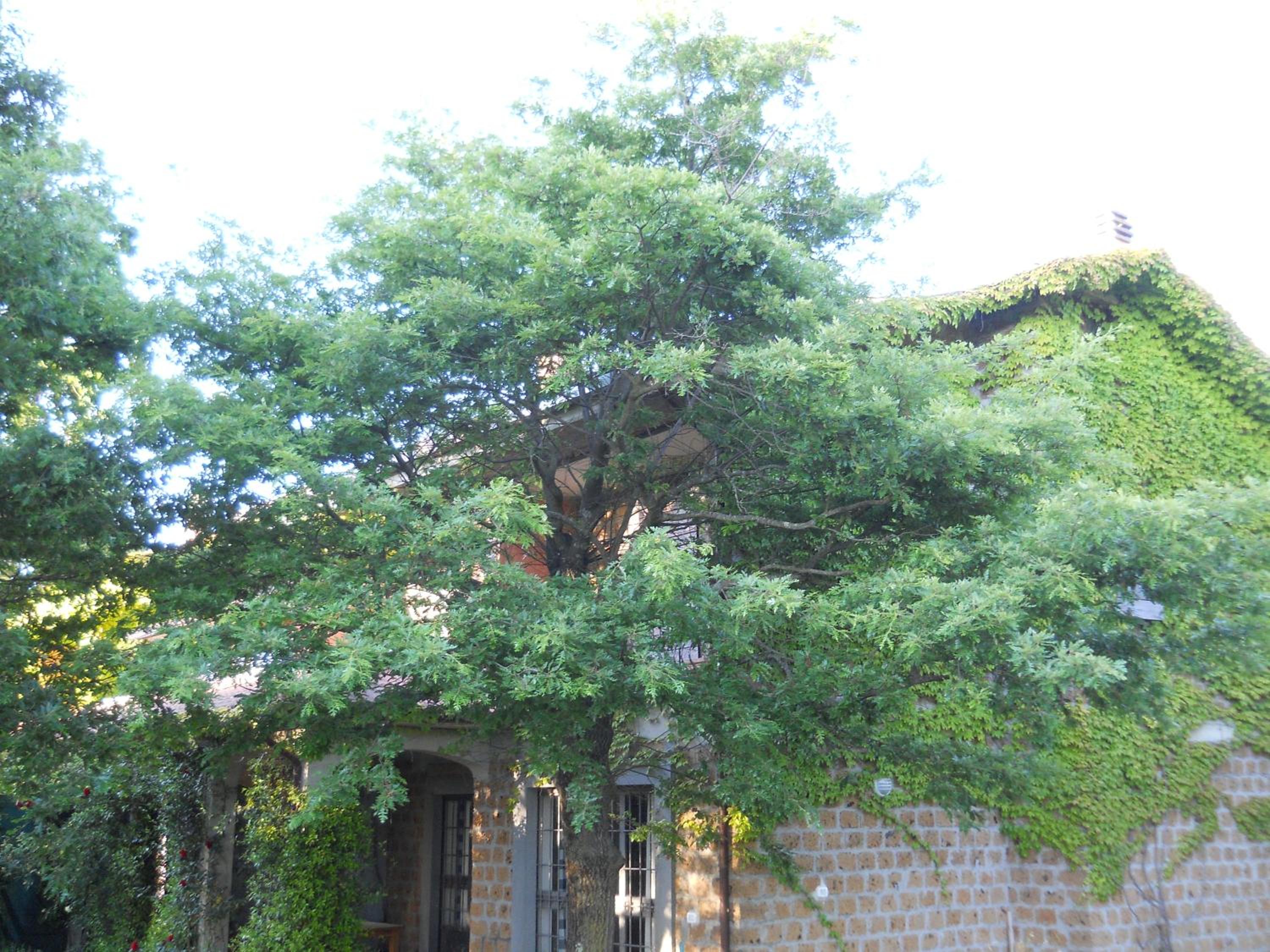 Collina delle Rose