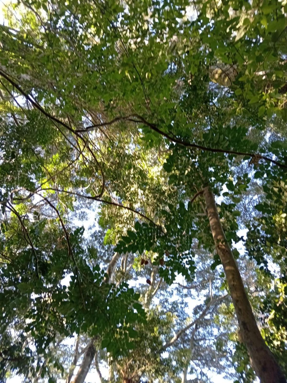 cabañita Campestre, independiente