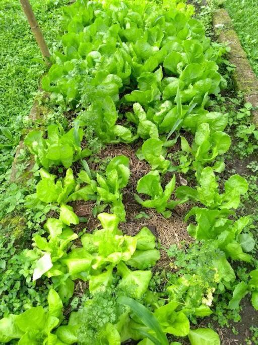 Sítio Paraíso Verde