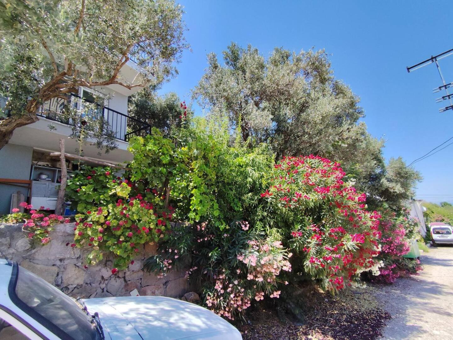 Olive grove mansion - kösedere village