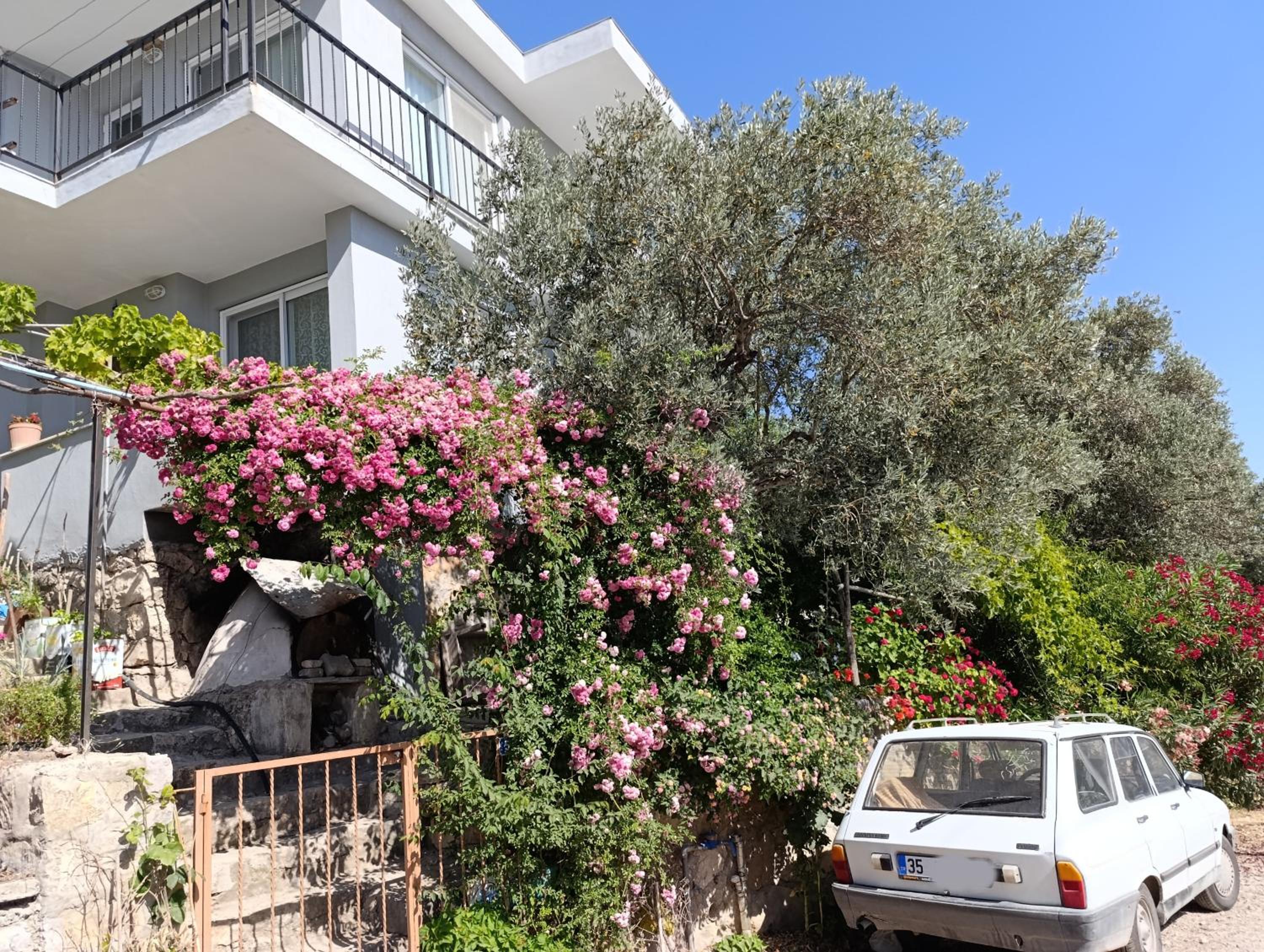 Olive grove mansion - kösedere village