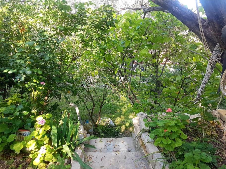 Olive grove mansion - kösedere village