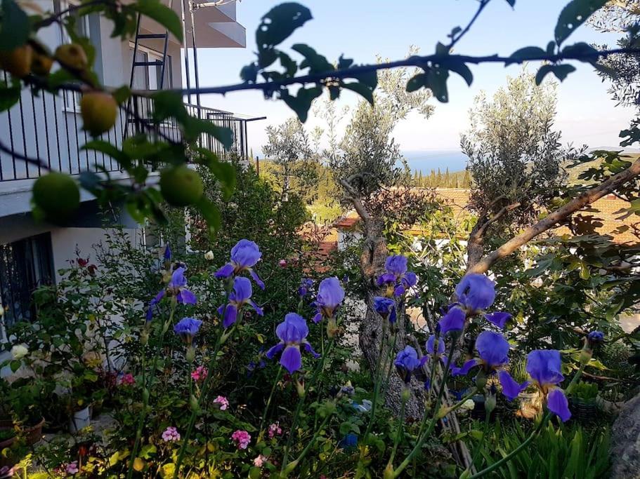 Olive grove mansion - kösedere village