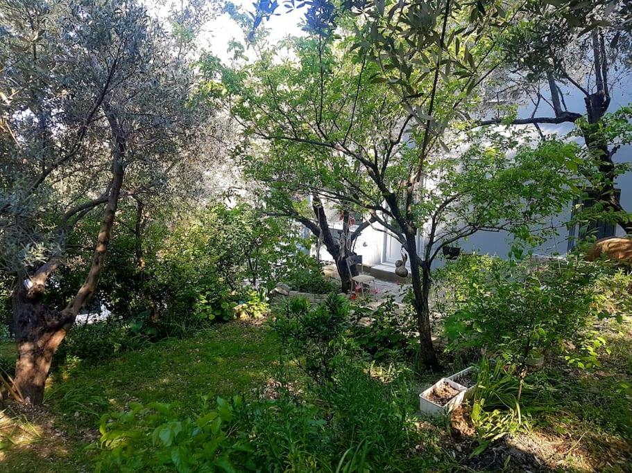 Olive grove mansion - kösedere village
