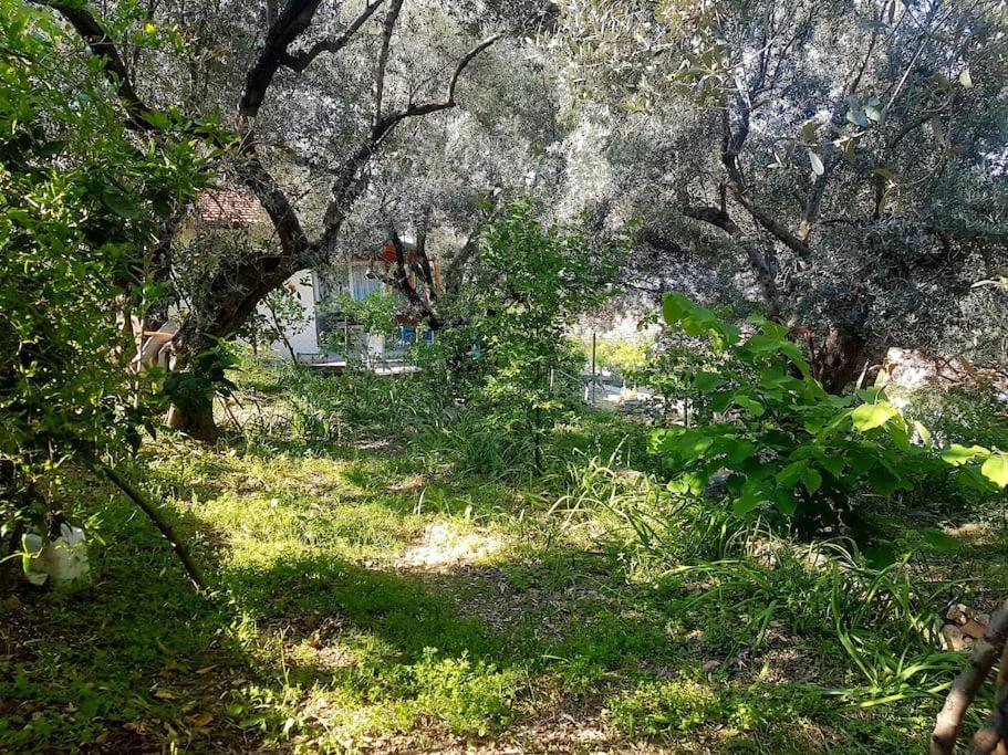 Olive grove mansion - kösedere village