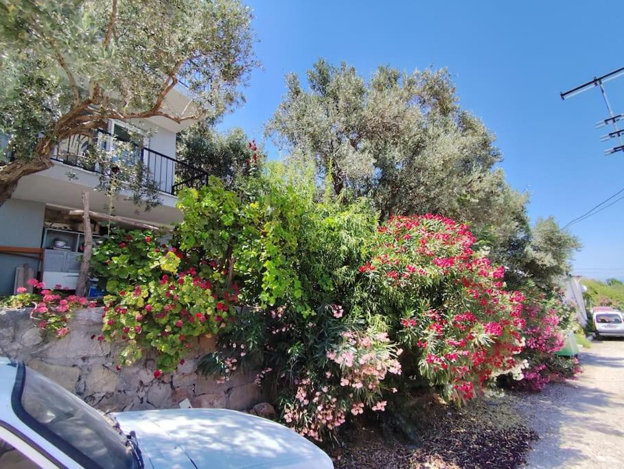 Olive grove mansion - kösedere village