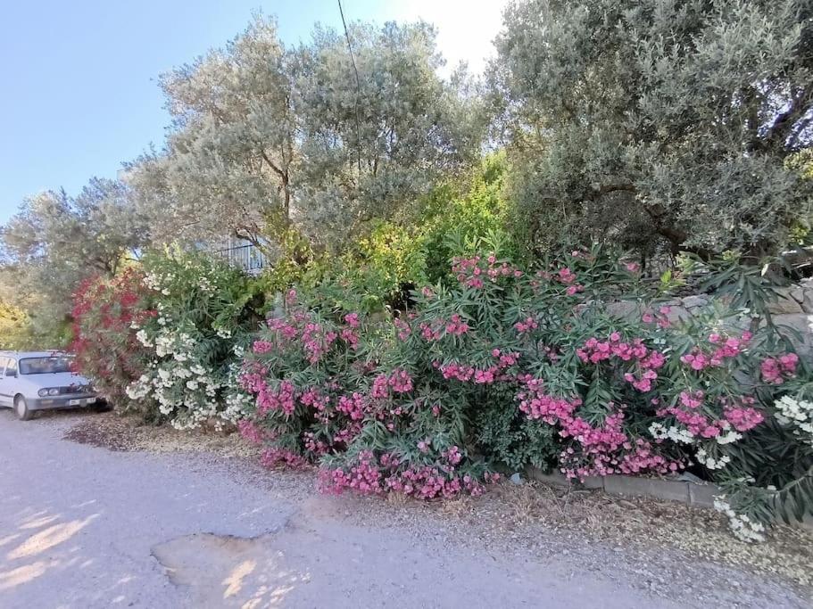 Olive grove mansion - kösedere village