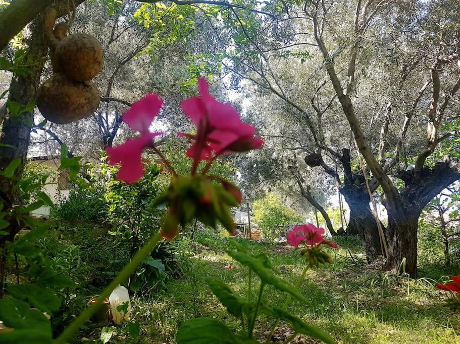 Olive grove mansion - kösedere village