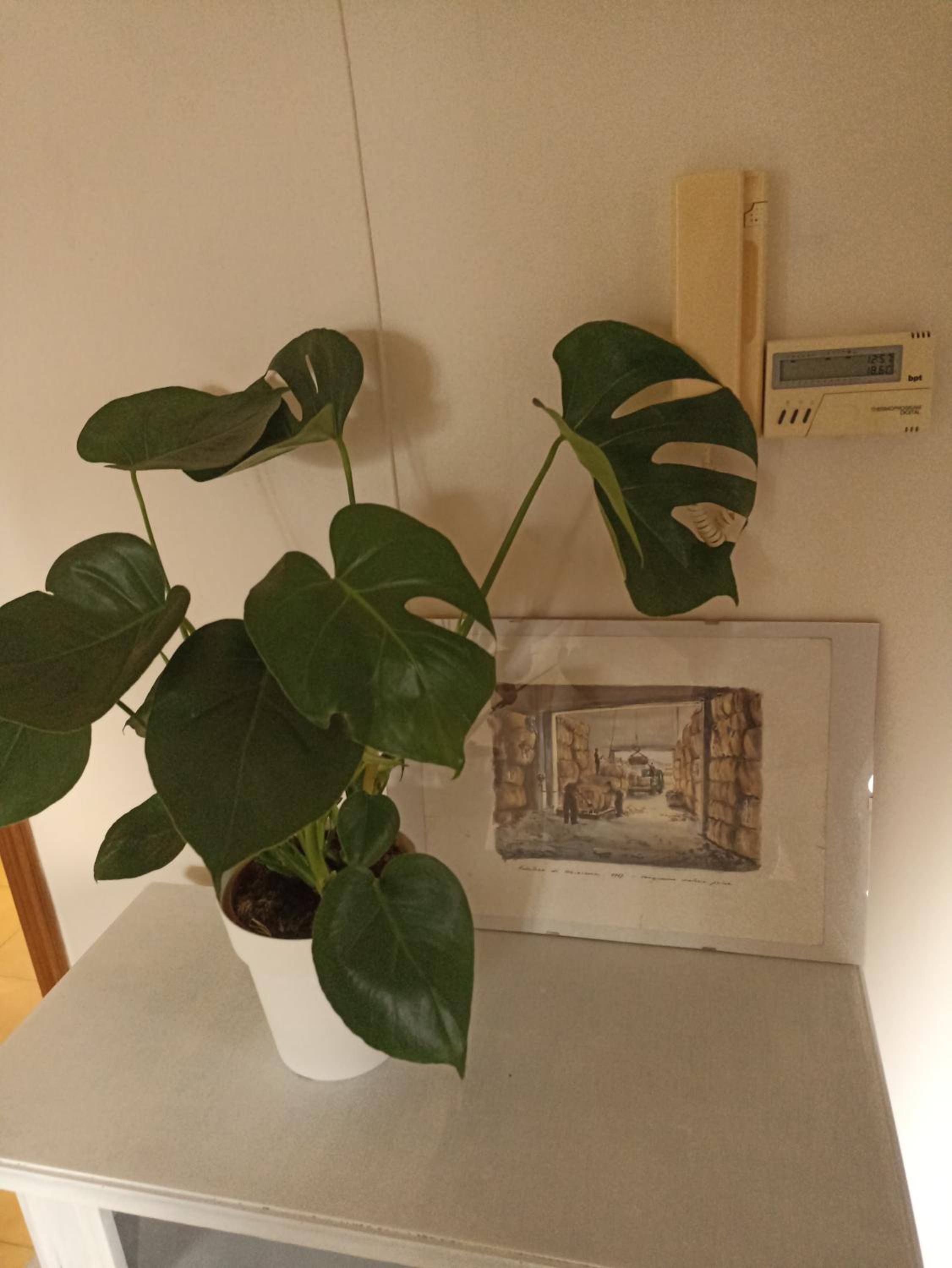 Isangarda Apartment