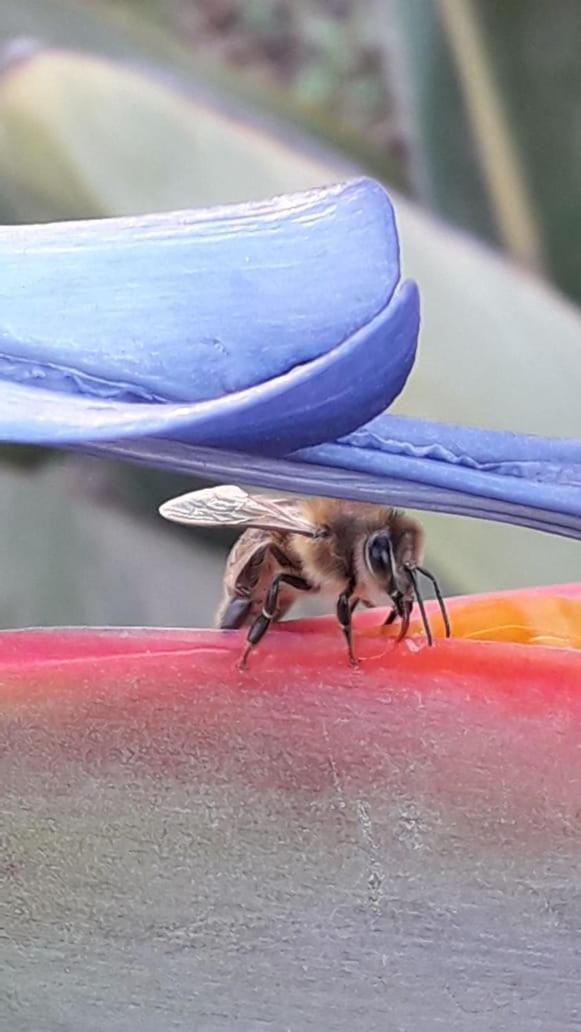 Domo Geodesico en Reserva Mundial de la Biosfera