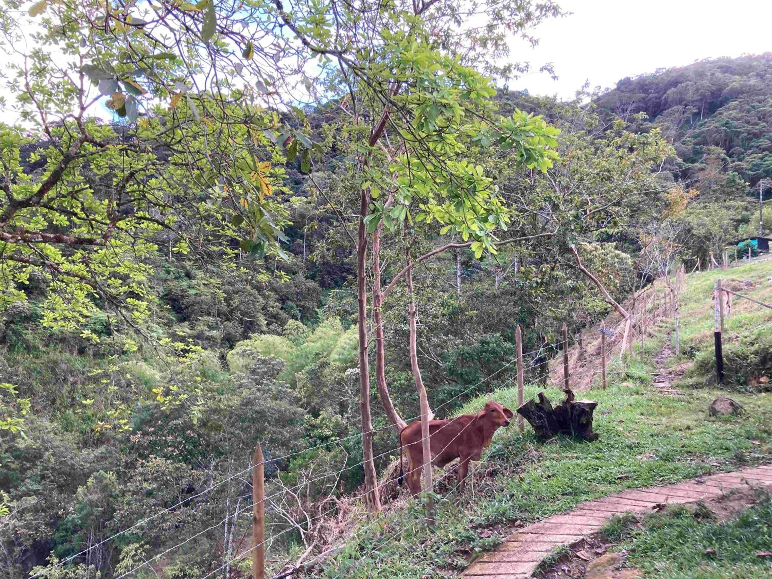 Casa Cascada