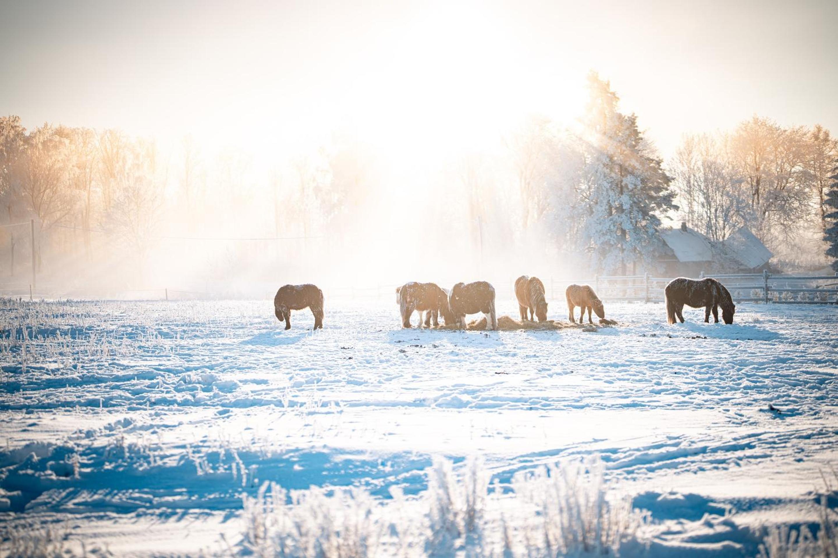 Metsapiiga Puhkemaja