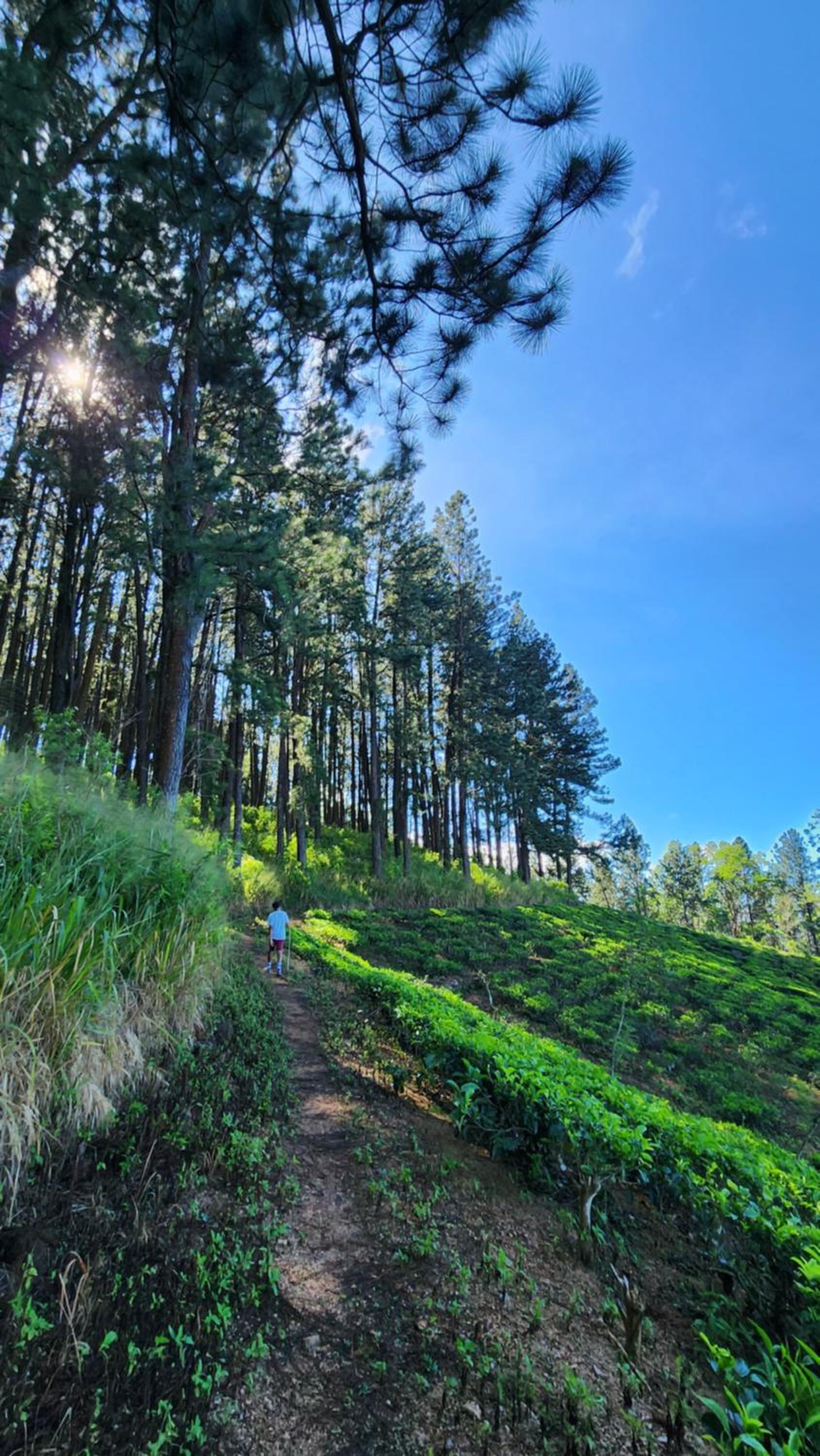 Wildberry Galaha