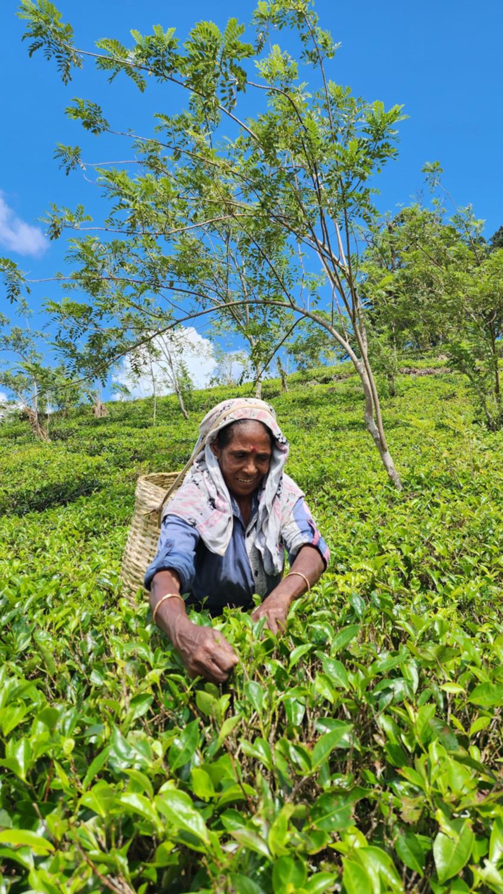 Wildberry Galaha
