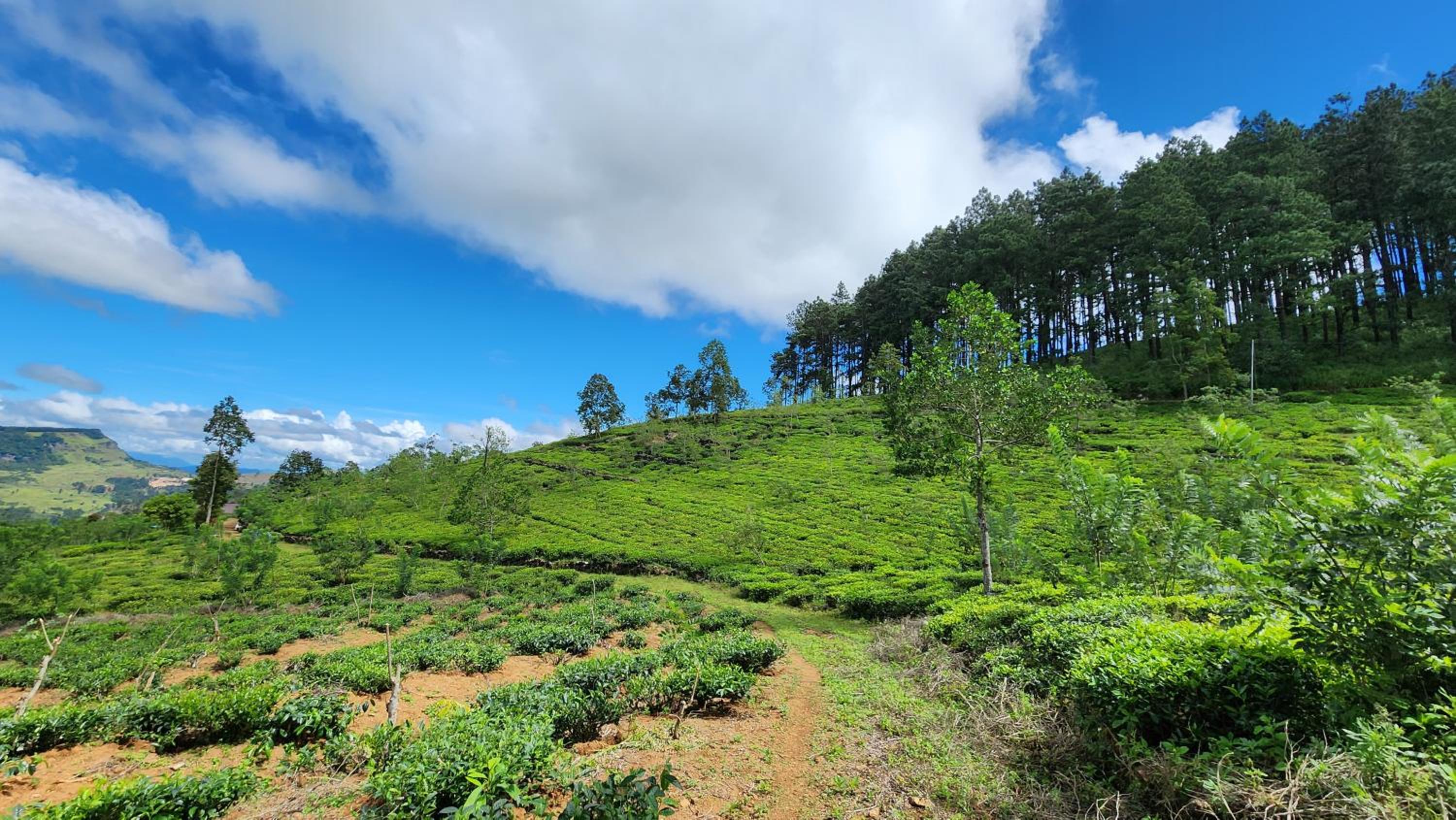 Wildberry Galaha