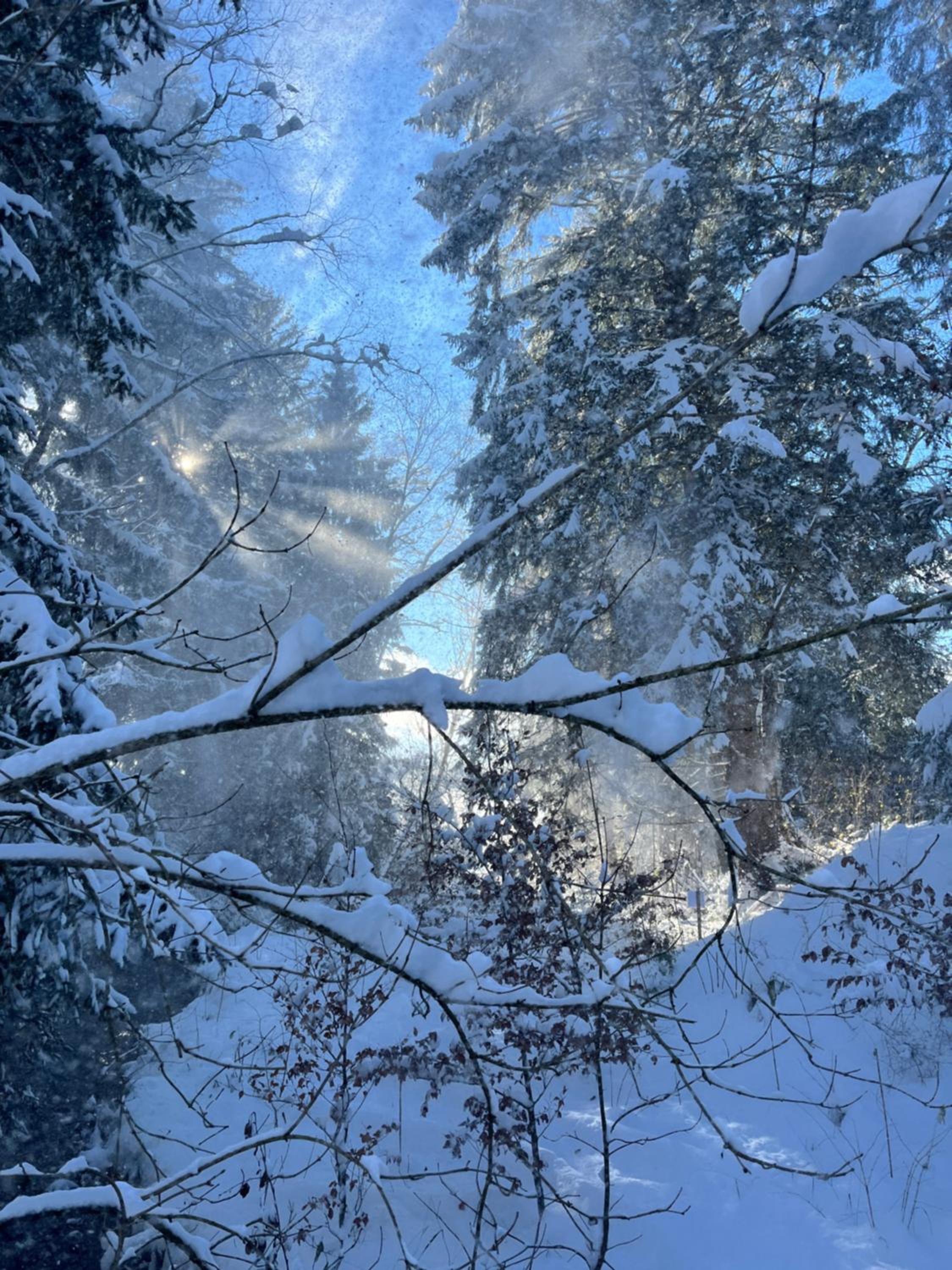 Wald ist Zukunft
