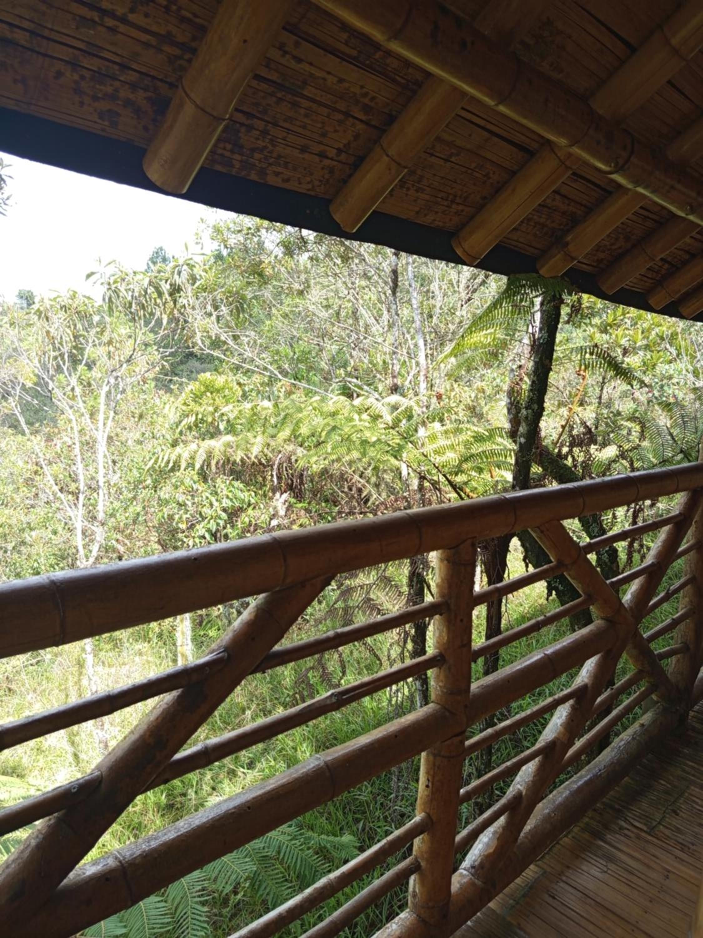 Aguatapé del Bosque