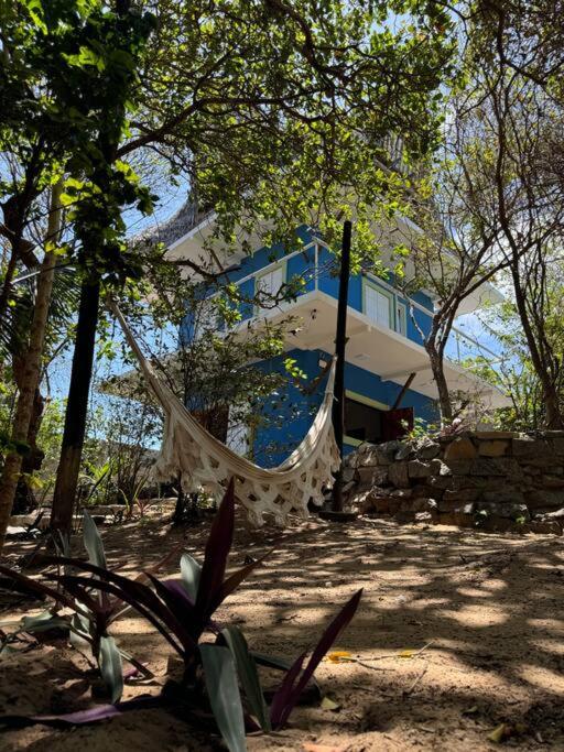 OccA Pipa Studio Arara-azul