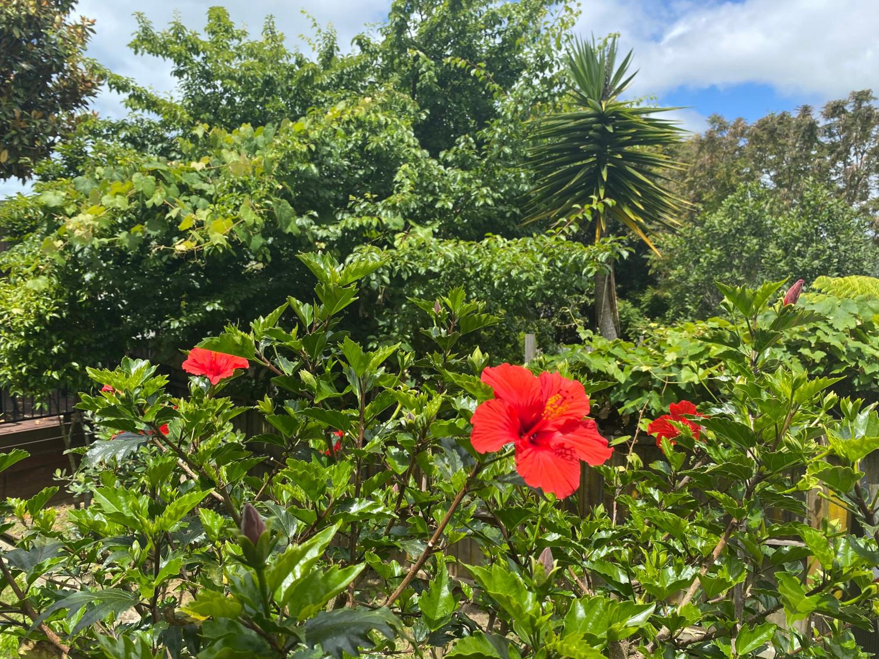 Auckland GQ Howick holiday home view 4