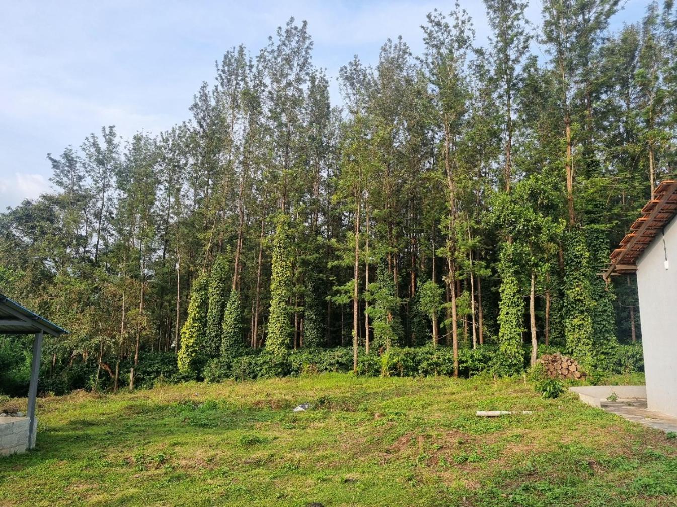 Coffee Serene Homestay view 2