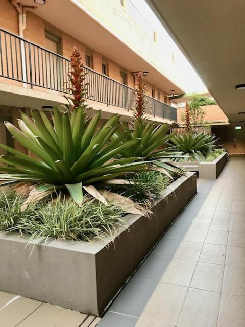 Cozy Studio apartment in Chippendale Darlington Sydney