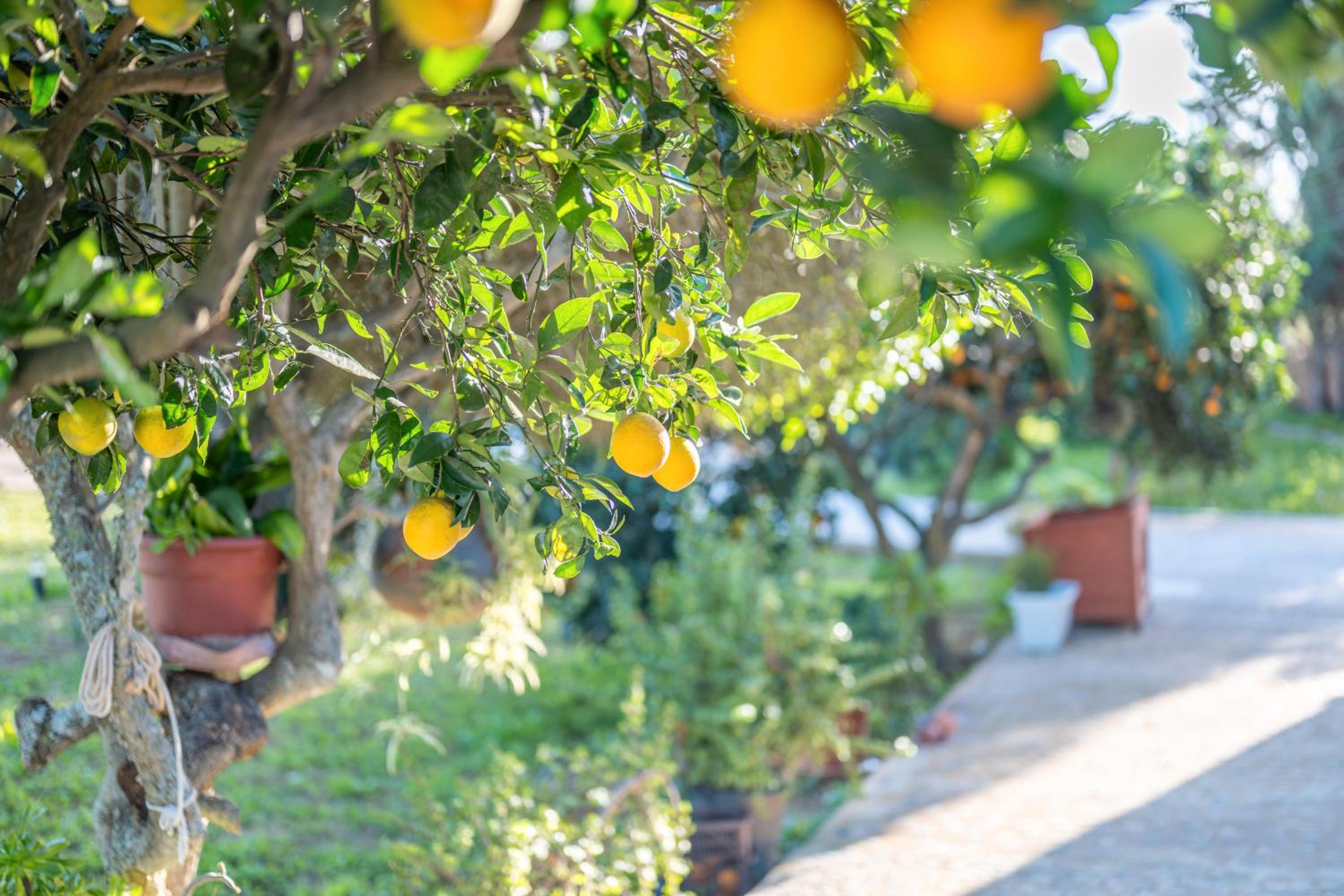 Finca Cas Forner
