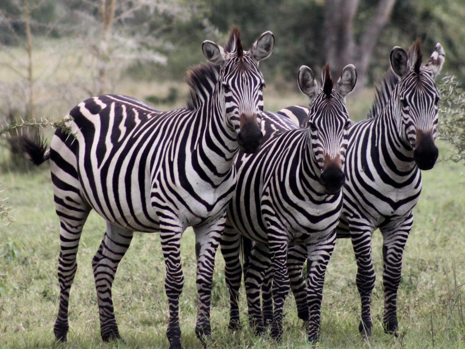 Ubizane Zululand Tree Lodge view 5