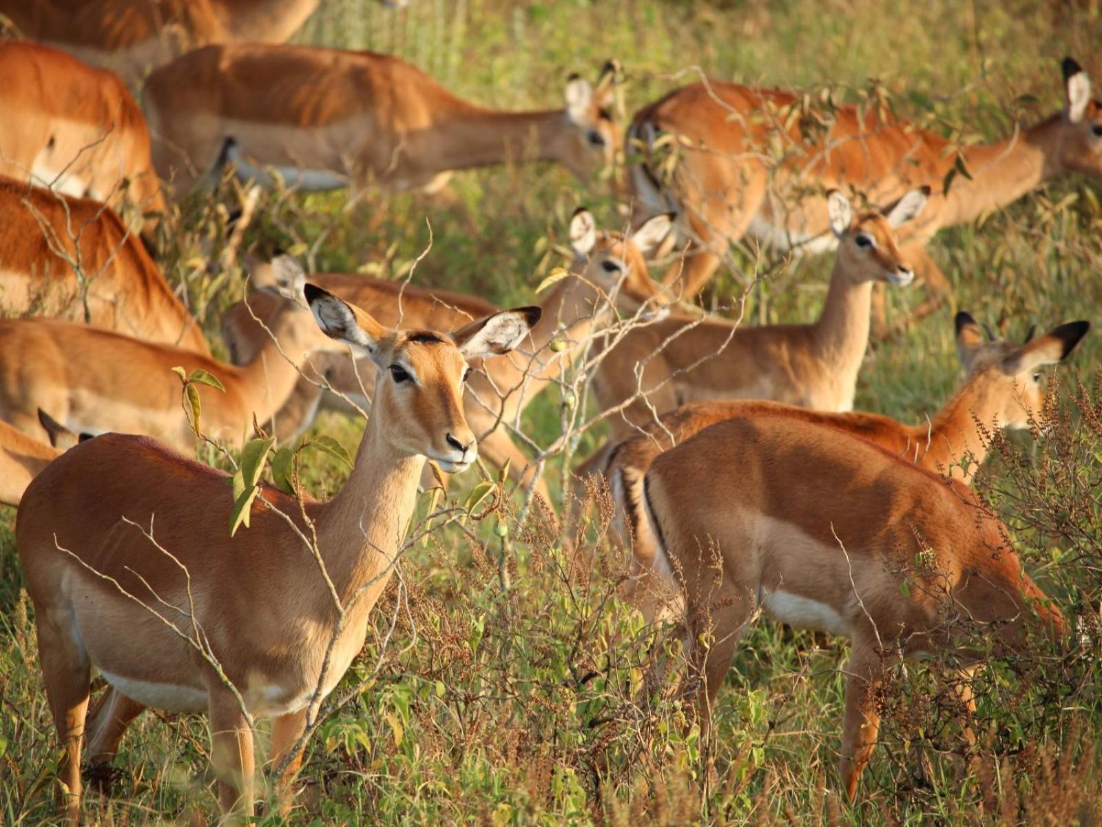 Ubizane Zululand Tree Lodge view 2