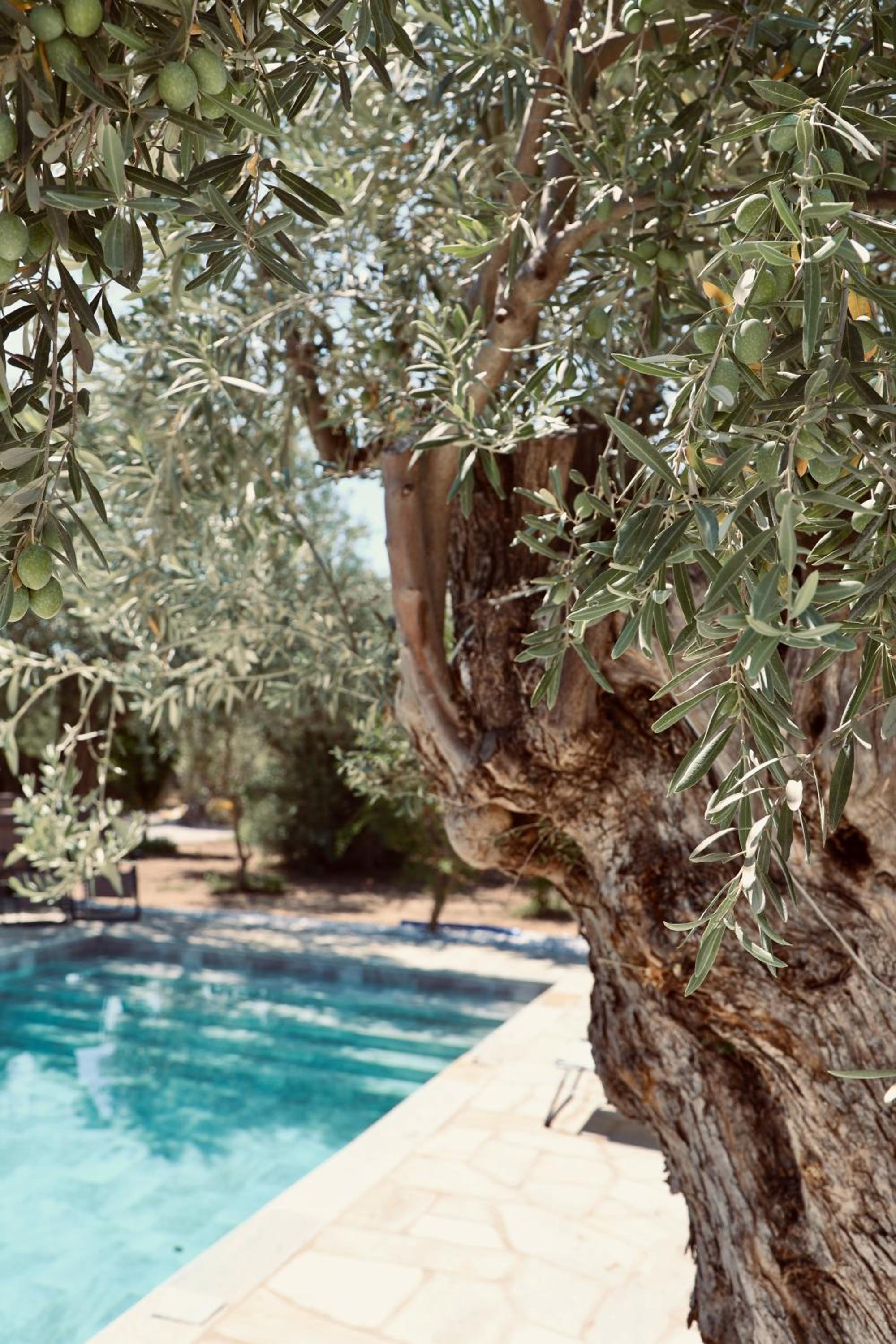 Iriti's Villa & Dahlia Studio