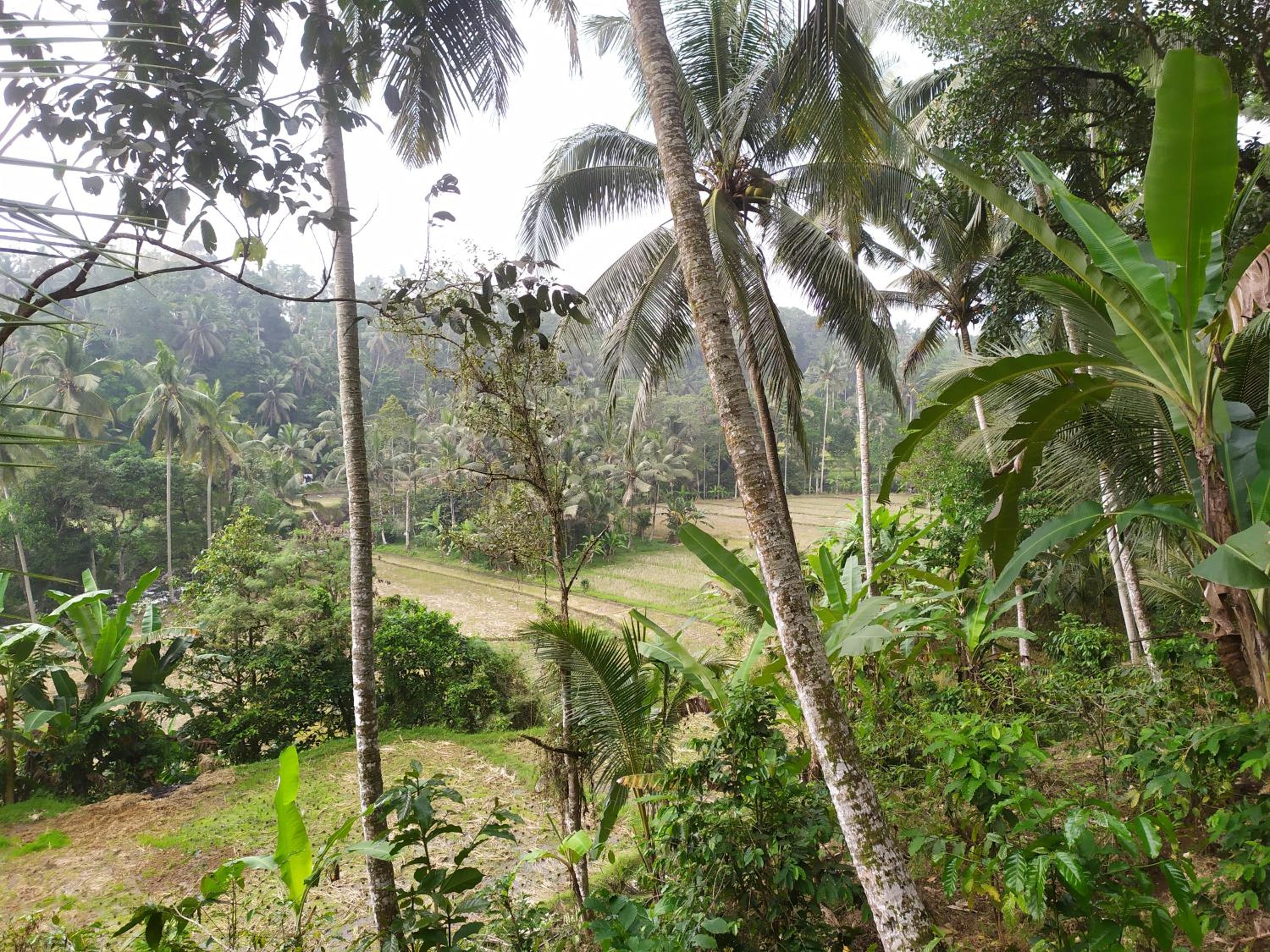 Cabin D Bendul and Warung view 3