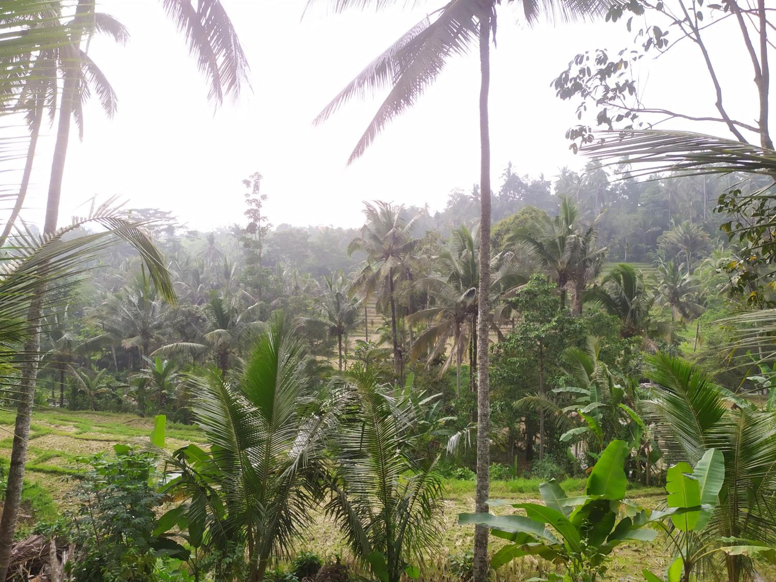 Cabin D Bendul and Warung view 2