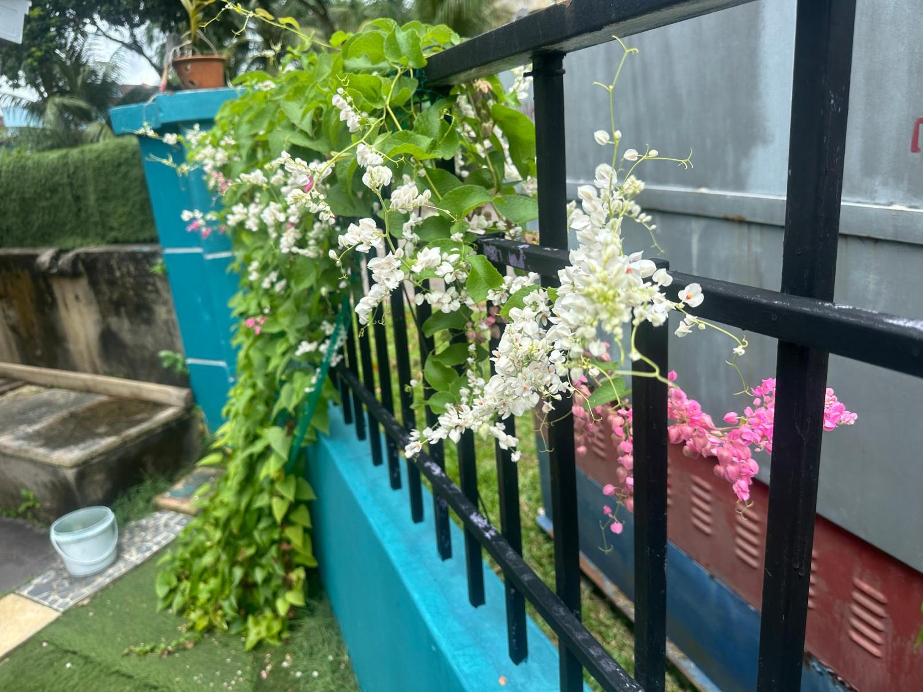 Pulai Bliss Homestay