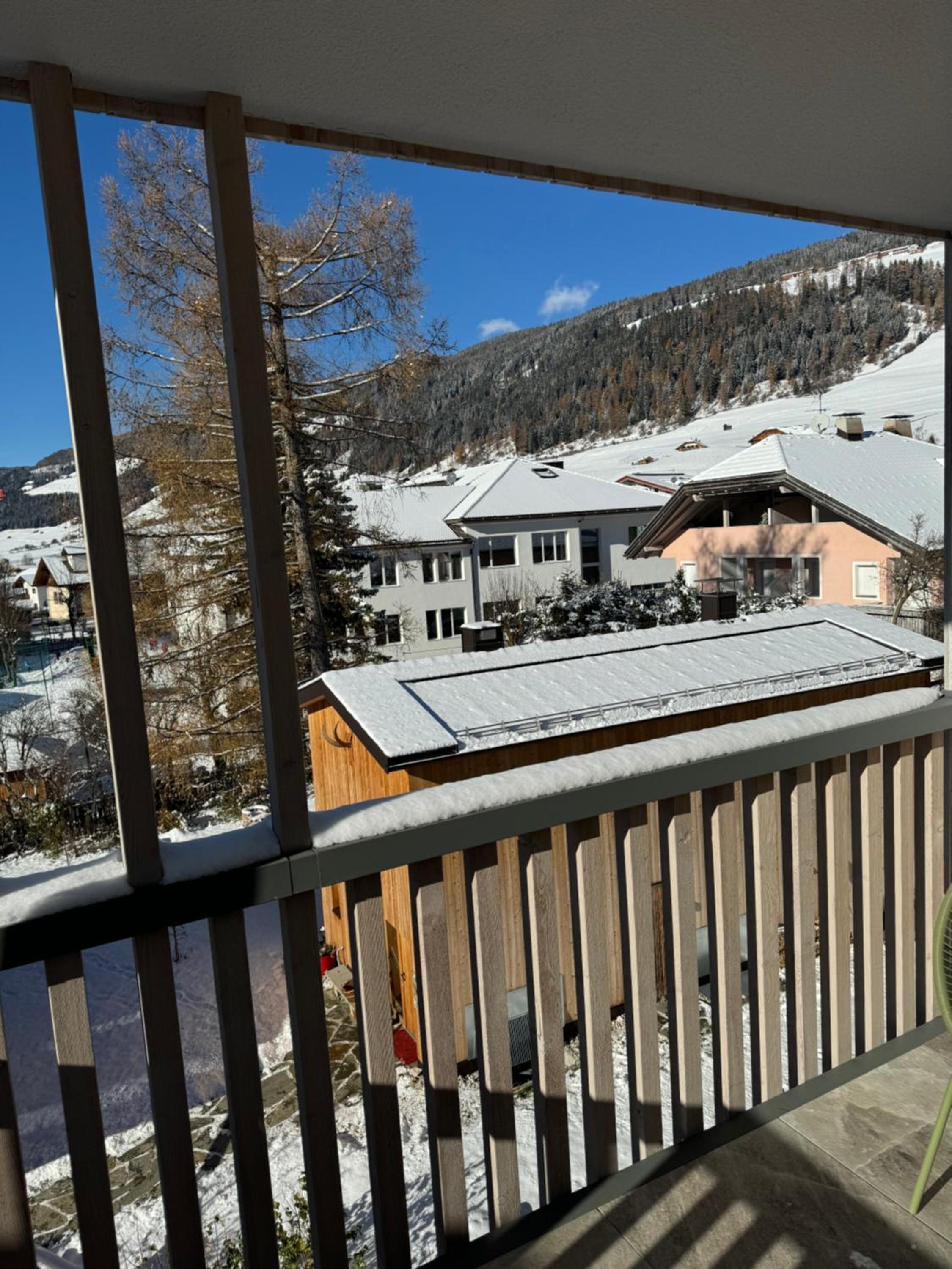 stella alpina photo 2