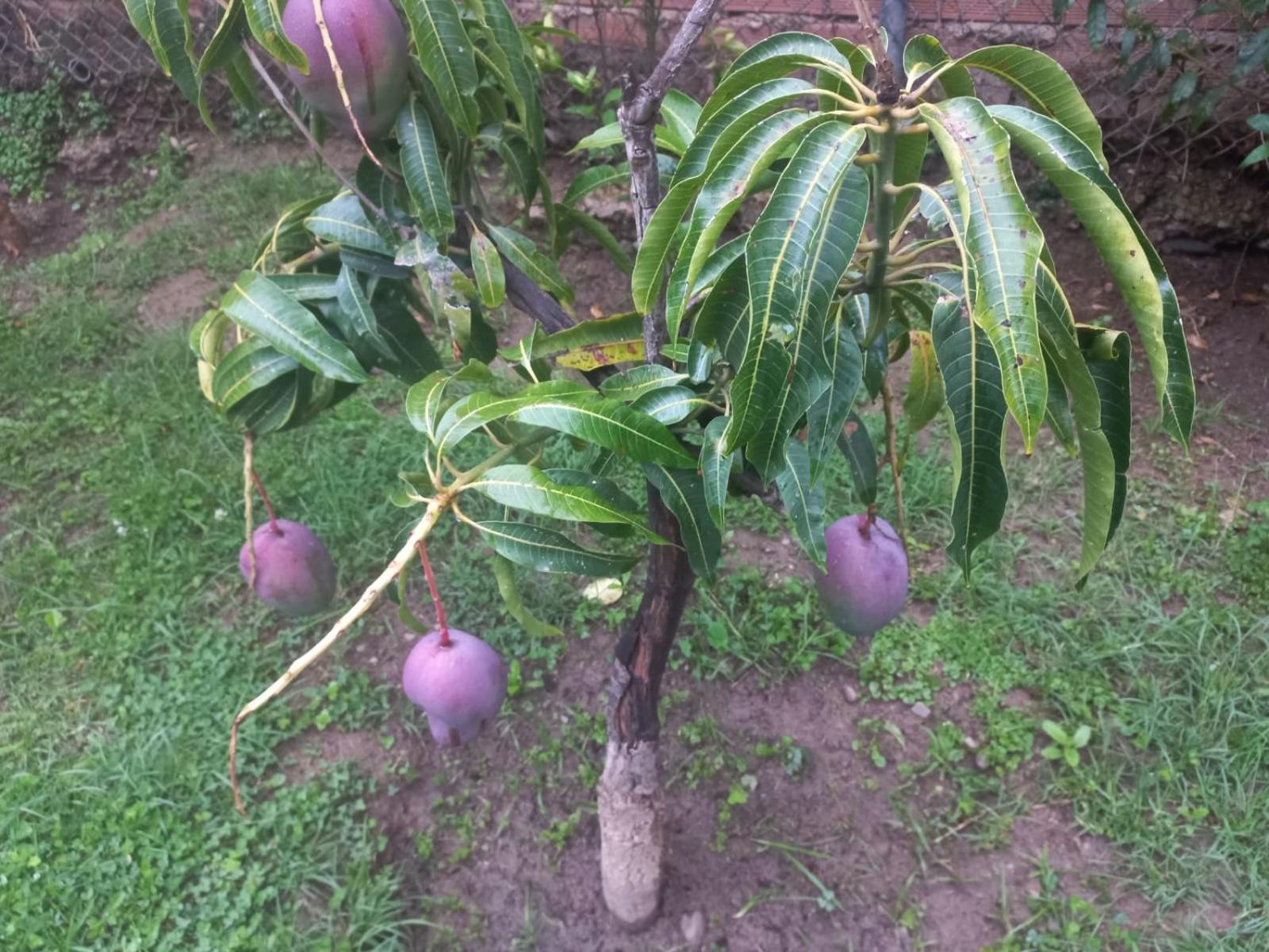Los Frutales