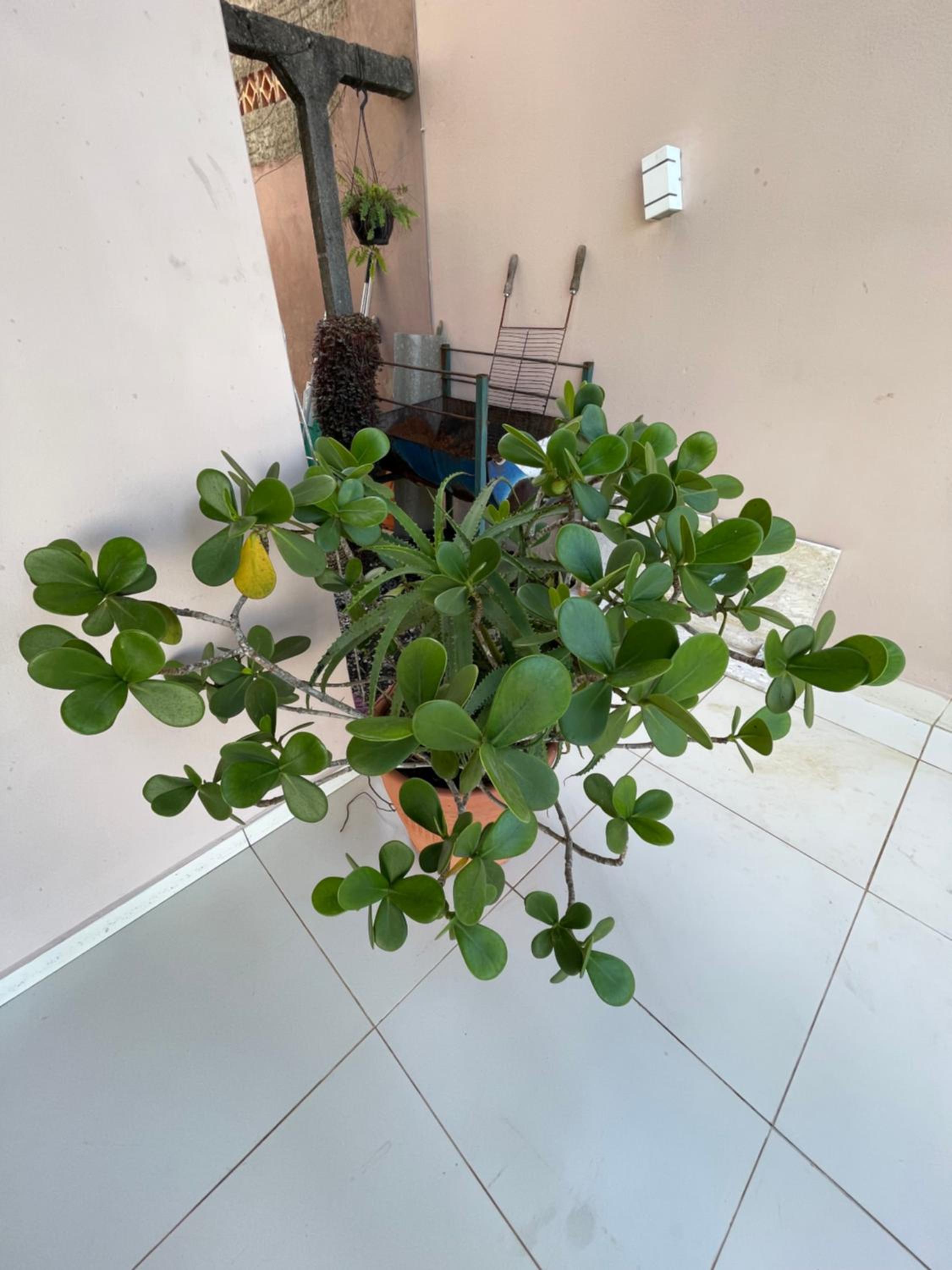 Casa com piscina